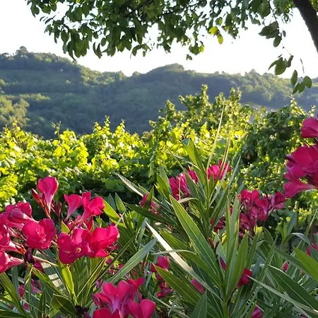 Valentina At Pintar Wine Estate Kojsko