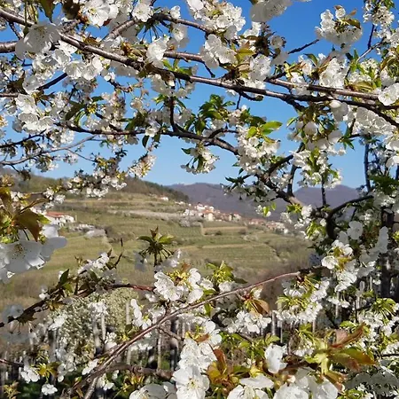 Valentina At Pintar Wine Estate 3*