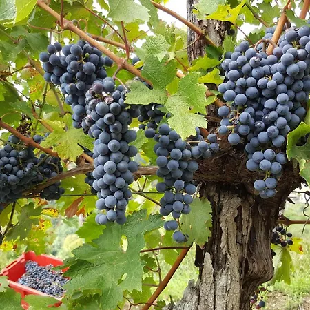 Gæstehus Valentina At Pintar Wine Estate Kojsko
