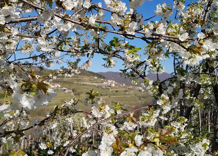 Valentina At Pintar Wine Estate 4*