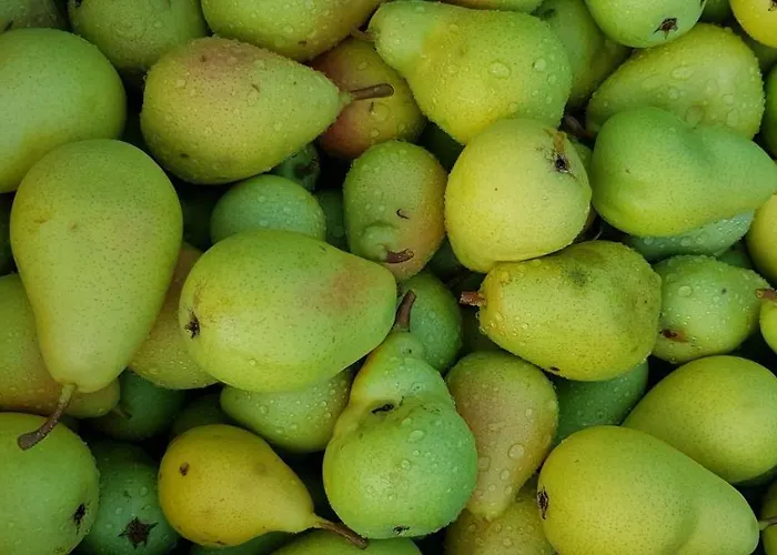 Valentina At Pintar Wine Estate Affittacamere