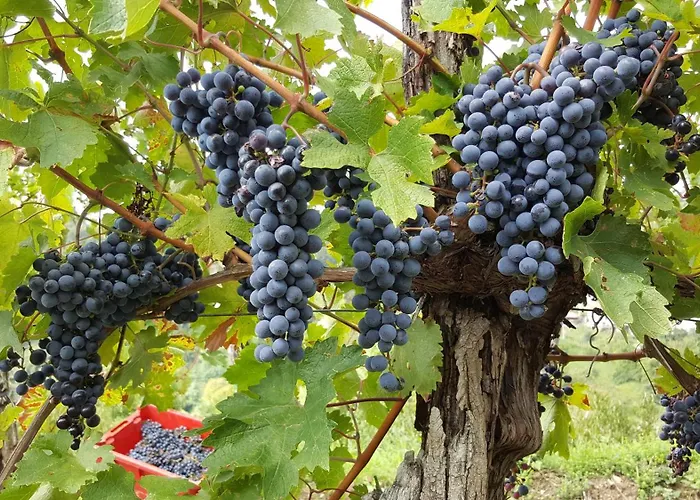 Affittacamere Valentina At Pintar Wine Estate Kojsko
