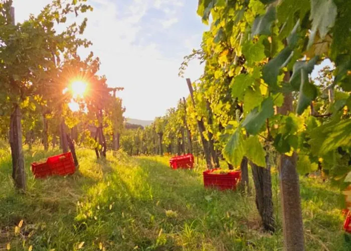 Valentina At Pintar Wine Estate Affittacamere 4*