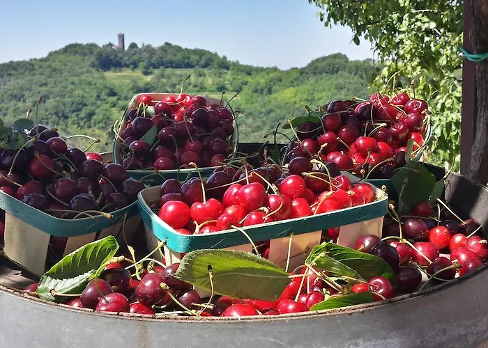 Valentina At Pintar Wine Estate Gasthuis Kojsko
